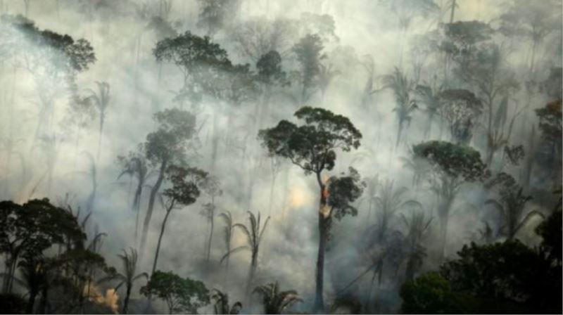 Amazon Yağmur Ormanları Her Geçen Gün Azalıyor