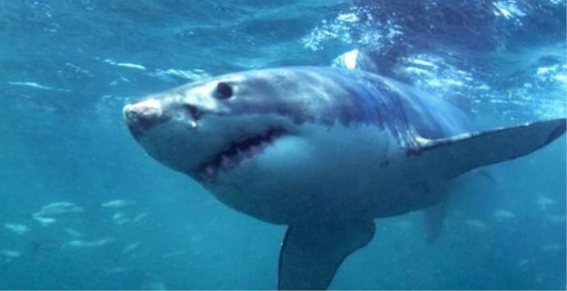 Avustralya’da Köpek Balığı Sörfçüye Saldırdı