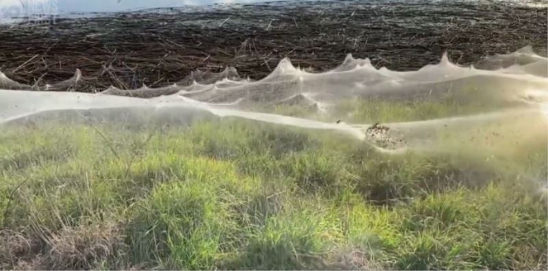 Avustralya’da Örümceklerin Ördüğü Devasa Ağ Viral Oldu