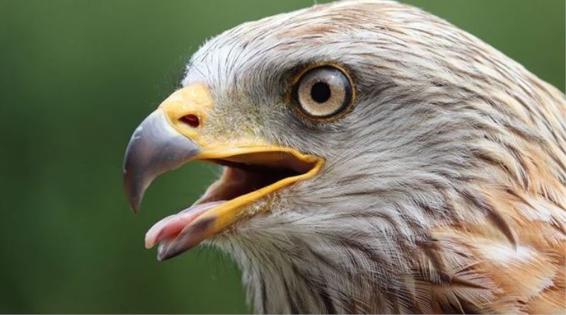 Bilim İnsanları Uyardı! Yırtıcı Kuşların Nesli Tükeniyor: Doğa İçin Büyük Tehlike