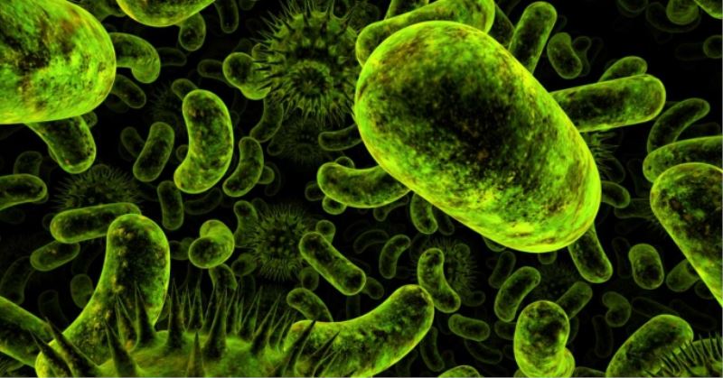 Dünyanın En Büyük Bakterisi Keşfedildi