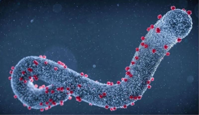 Ekvator Ginesi’nde Marburg virüsü vakası: 12 kişi öldü