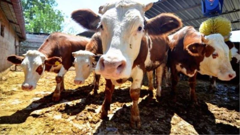 Tarım ve Orman Bakanlığı Kurban Bayramı Tedbirlerini Duyurdu